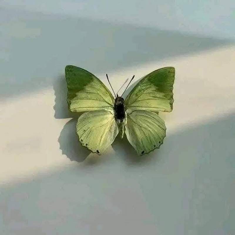 LalaGreenOFW Qatar