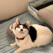 幸ちゃんチャンネル(yukichanchannel)