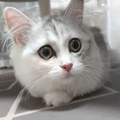 猫のハナちゃんねる
