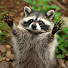 NwDh6BRpvb4-channel-avatar-critter time