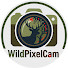 JV_lc7NxFcM-channel-avatar-WildPixelCam