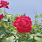 @체리-d8s7u