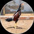 FfTvp3dtweU-channel-avatar-RYK ASEEL POINT 🐓