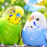 7uqayR4NBKI-channel-avatar-Thep Budgie Sounds