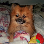 Roman the Mischievous Pom logo