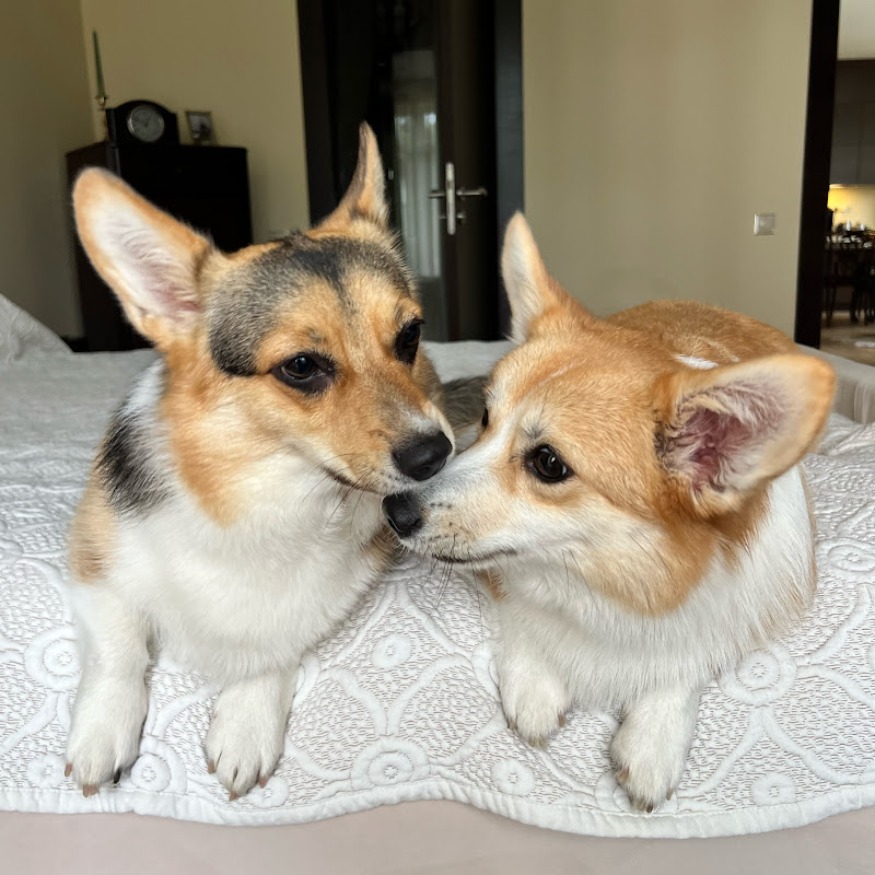 Corgis Betti&Lotti