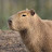 @capybarabarabab