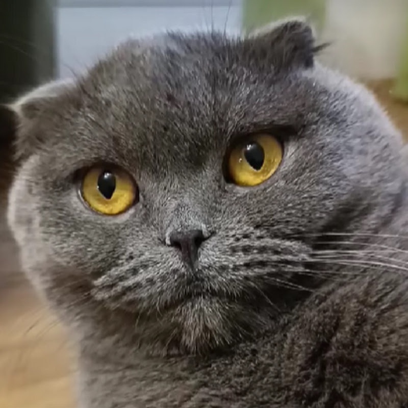Котячими вустами