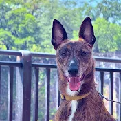 Beijing Dog in Japan