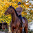 Momo Equestrian
