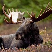 MooseAntlers