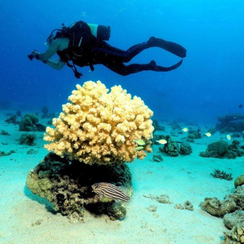  Ronsr Dive & Travel