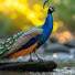 G84nVzUIF7w-channel-avatar-द्यौ वैदिकार्य: