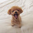 @DogIsCute-y1x