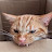 @meow-r523d
