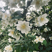 🦋•simplethings •🦋