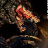 PdGtOF9s5qg-channel-avatar-Razzle McDazzle