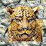 GVXLyqI7P4M-channel-avatar-Jaguarito GOLD