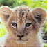 h8Sexxh2Jcw-channel-avatar-Lion Kingdom　ライオンの王国