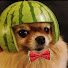 KXbA6UHWdTc-channel-avatar-The Watermelon Dog