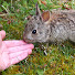 zd-8dUG_nS8-channel-avatar-wild bunny whisperer