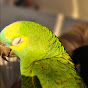 Amazon Parrot Kiwi Daily Shorts logo