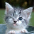 z2OwfJe_NDo-channel-avatar-Cuweniwant
