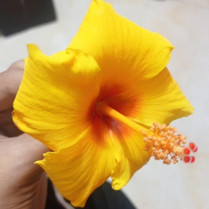 Cooking Diaries of Laxmi Narayan