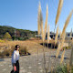 당포항돌쇠
