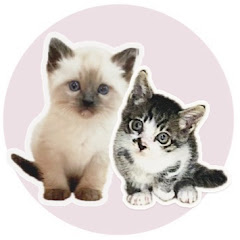 ミックスにゃんずアイコン画像