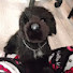 z50HP3Oguf4-channel-avatar-working dogs