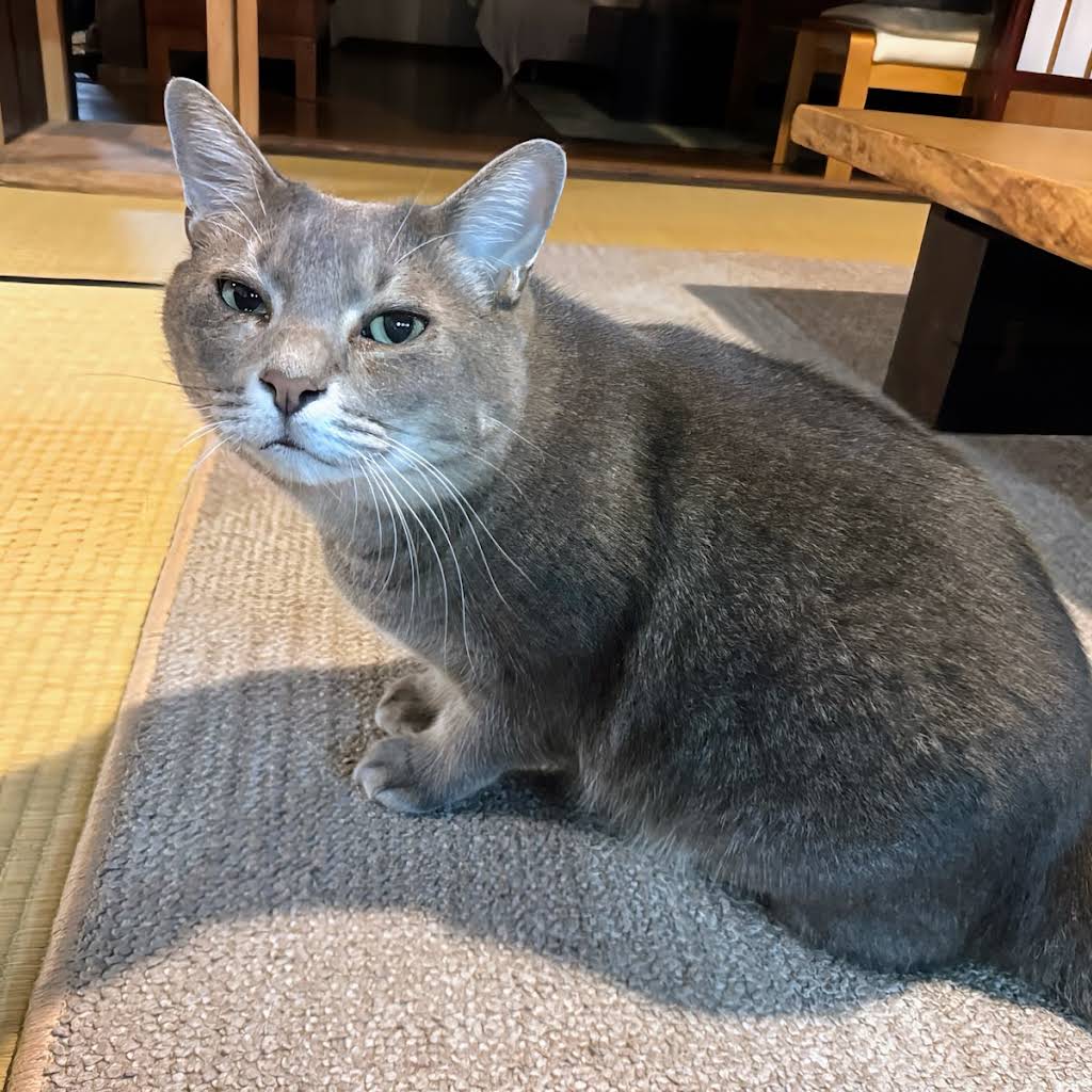 専用ページ　よっちゃん様　o(*^▽^*)o　宜しく申し上げます。 よっちゃん 様