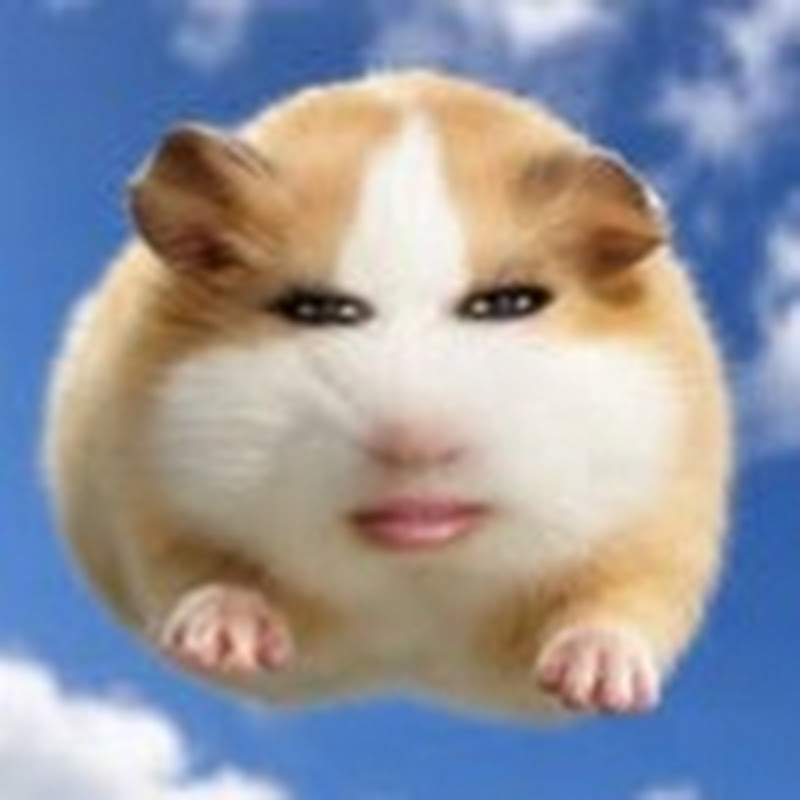 꾸이꾸이 김꾸이
