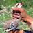 @keklik-sesi-chakor-birds