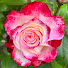 lXJzZ9JVKJc-channel-avatar-Rose in San Francisco 