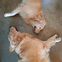 Golden Retriever Momo Maggie logo