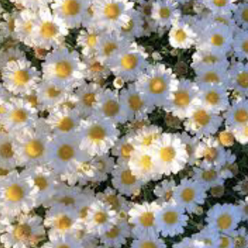 Bees art
