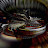 @blissfulhumanoid9536's avatar