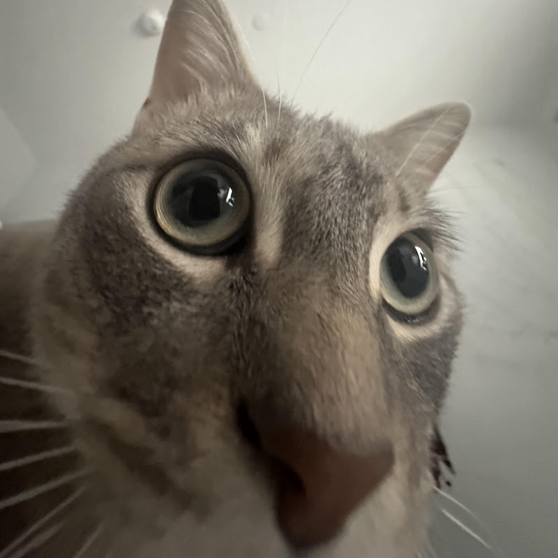 Channel Avatar