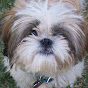 BlueberryBrown Image