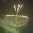 C6WDs1vv7a4-channel-avatar-CharlesPyro Fireworks