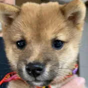 豆柴ロコさん🐾