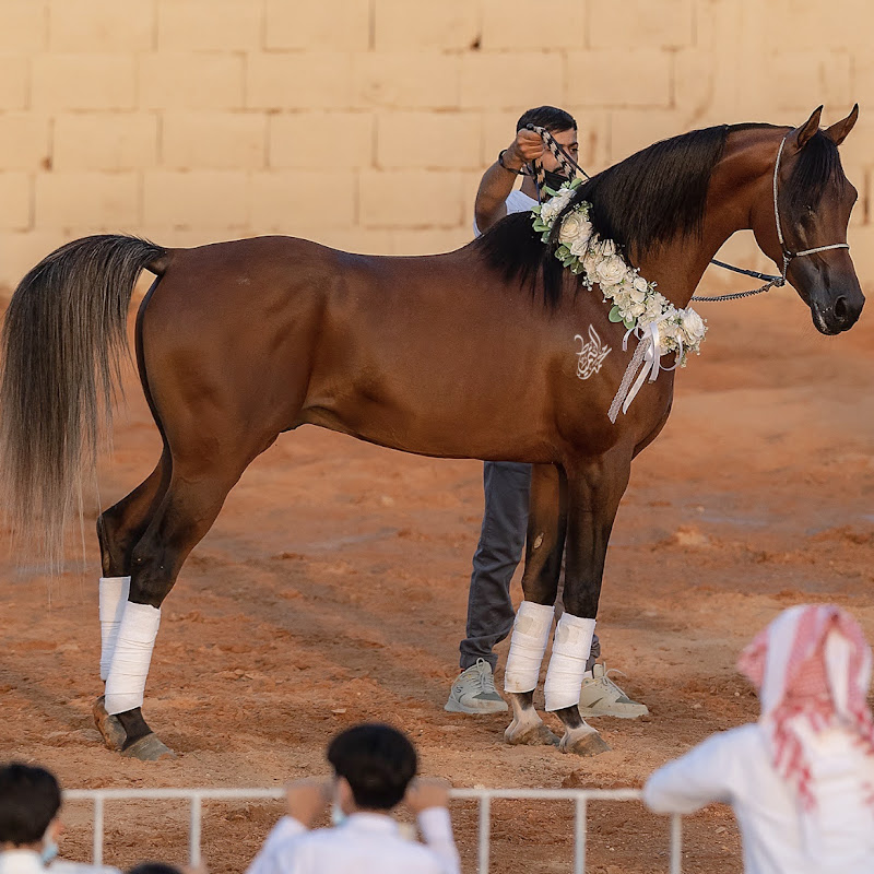 محمد العياف🐎🏆