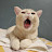 @cat_yulmoo_wandu