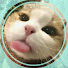 qoDySTvruBw-channel-avatar-The Daily Cat