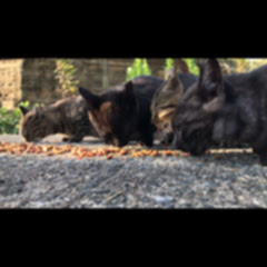 野良猫・地域猫動画アイコン画像