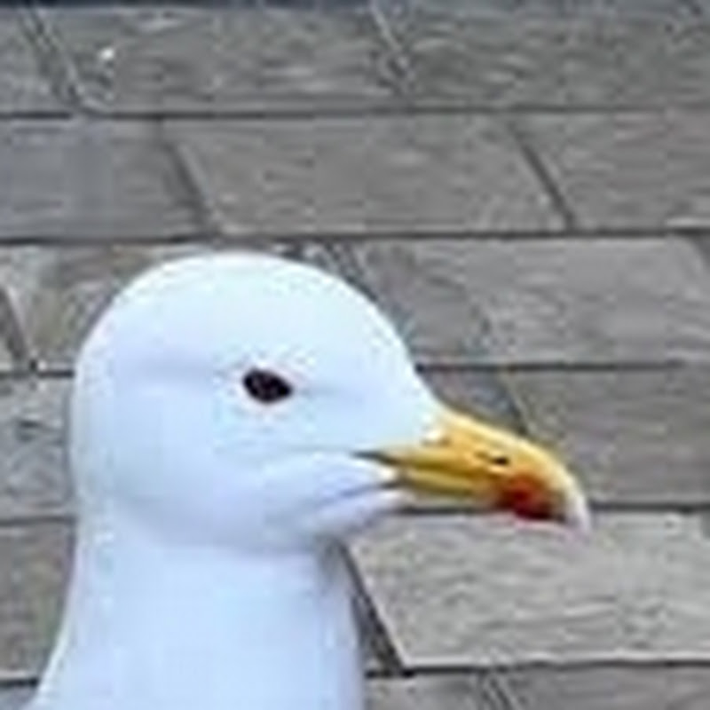 normal bir npc