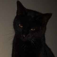 Sad Cat