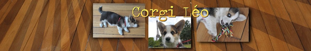 corgi.leo YouTube kanalı avatarı