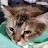 @Meow-Akama's avatar